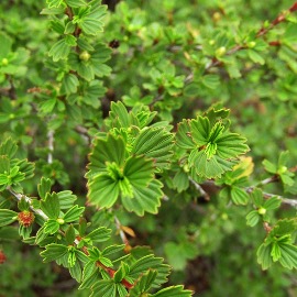 Resurrection Bush