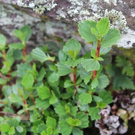 Resurrection Bush