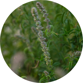 Angolan Basil Organic Essential Oil 