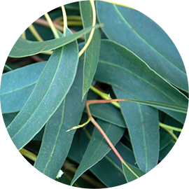 Huile Essentielle Biologique d'Eucalyptus Globulus