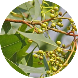 Huile Essentielle d'Eucalyptus Citronné