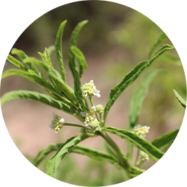 Wild Verbena 