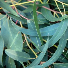 Eucalyptus Globulus