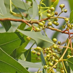 Lemon Eucalyptus