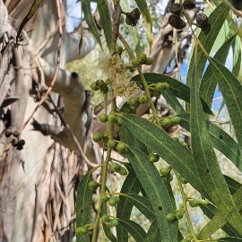 Eucalyptus Robusta
