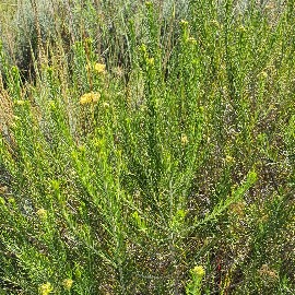 African Immortelle