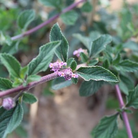 White Verbena