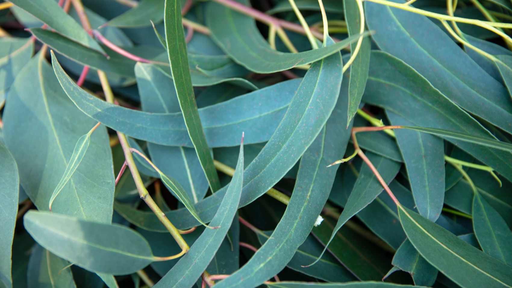 Eucalyptus globulus