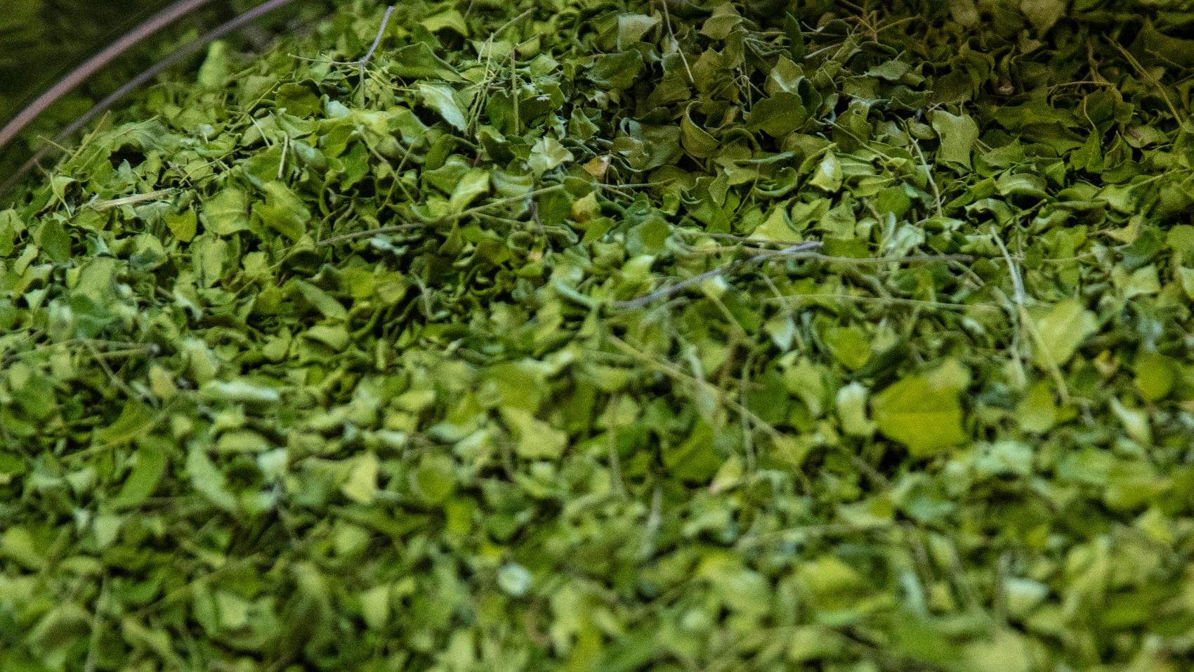 Moringa