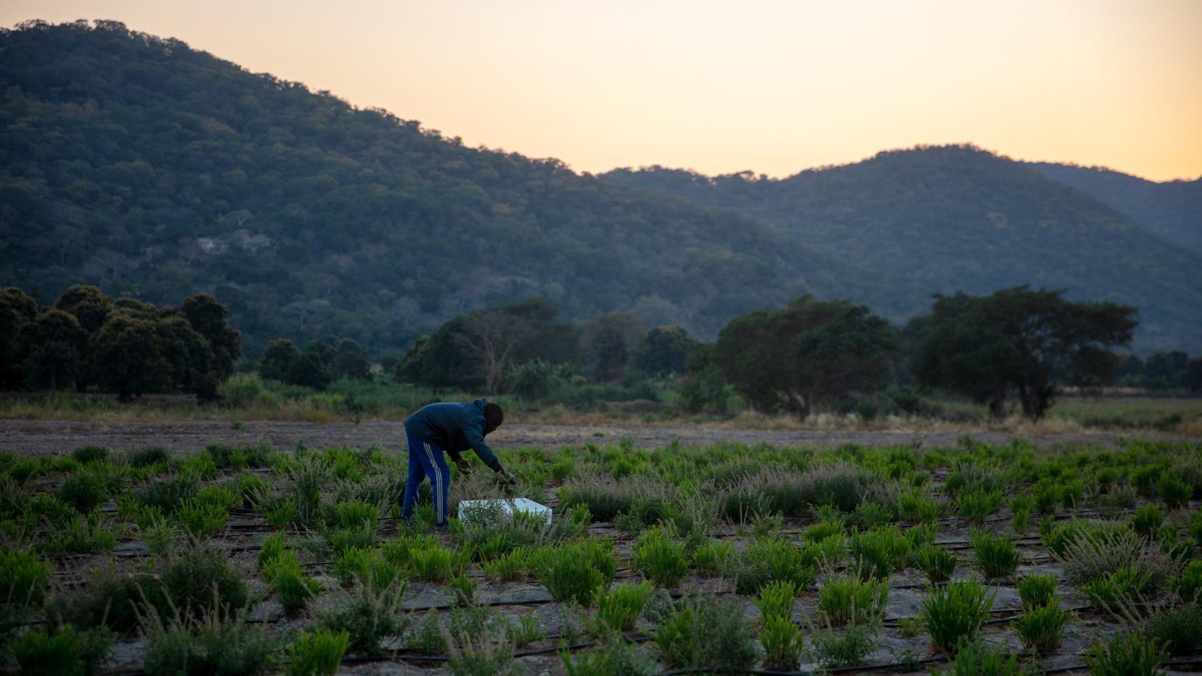 Harvesting Angola