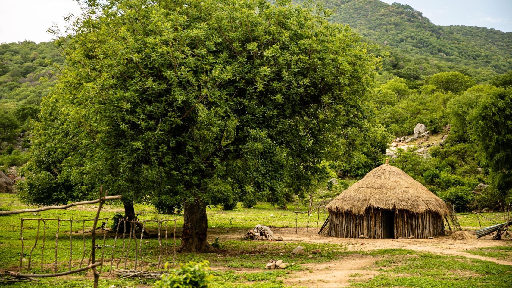Casa da Árvore Angola