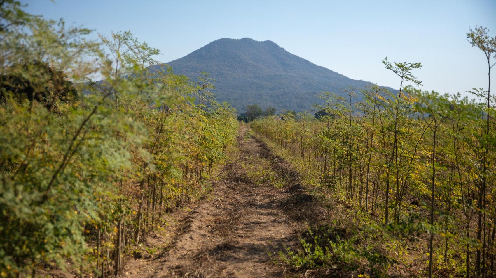 Planting Angola