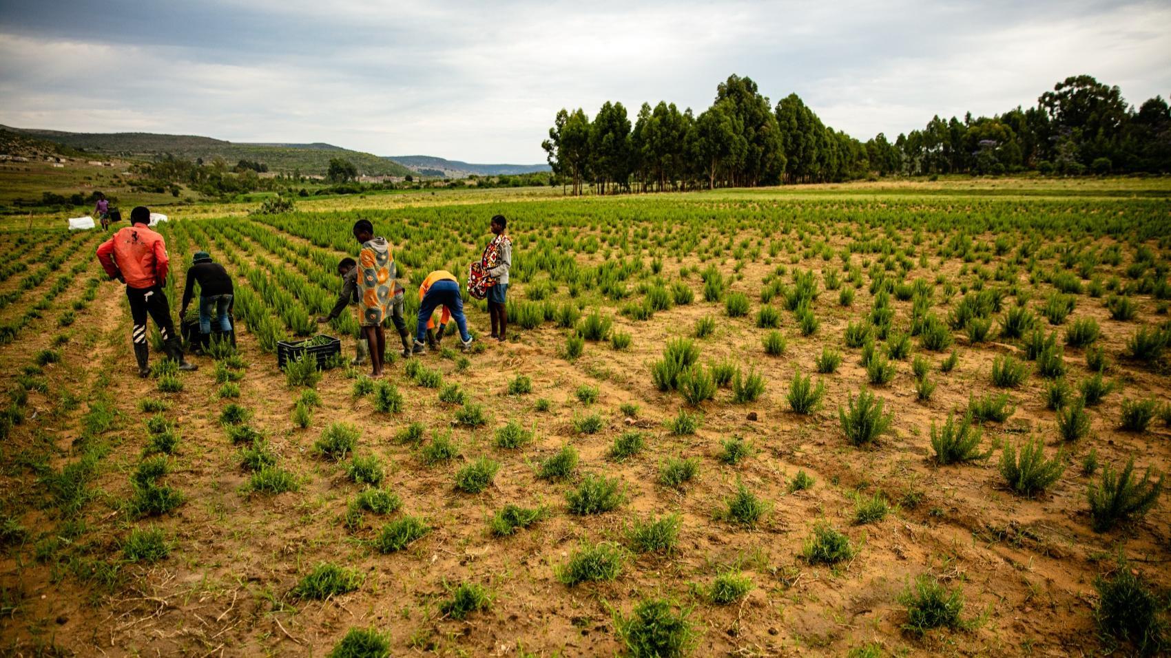 Scents from Nature Workers