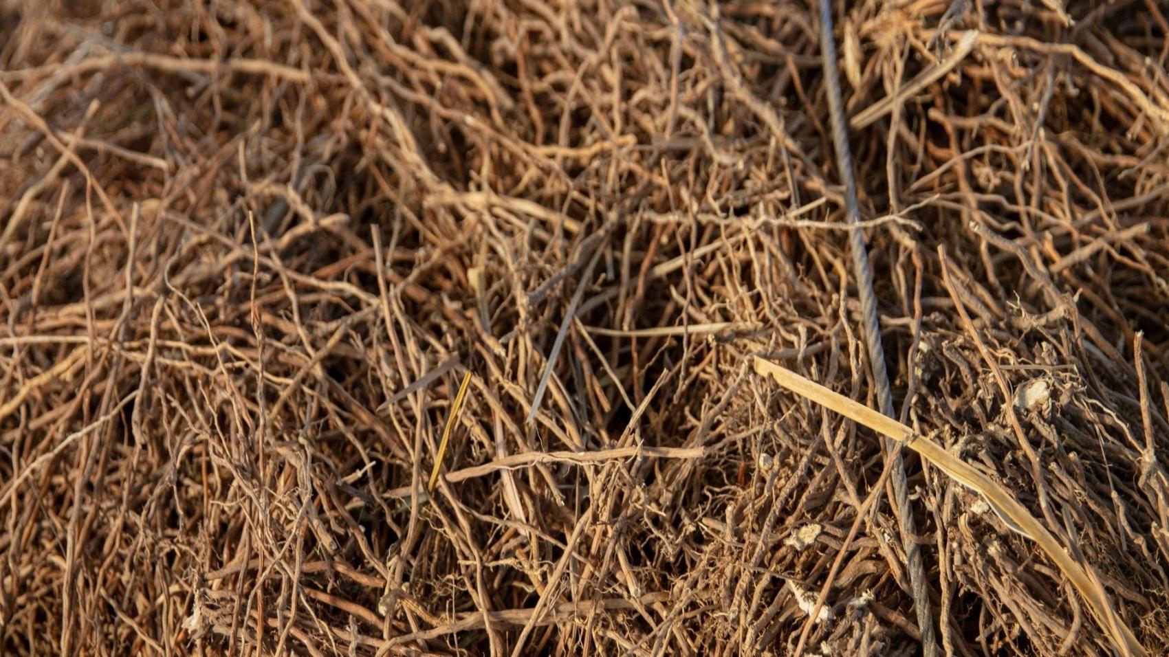 L'Huile Essentielle de Vetiver