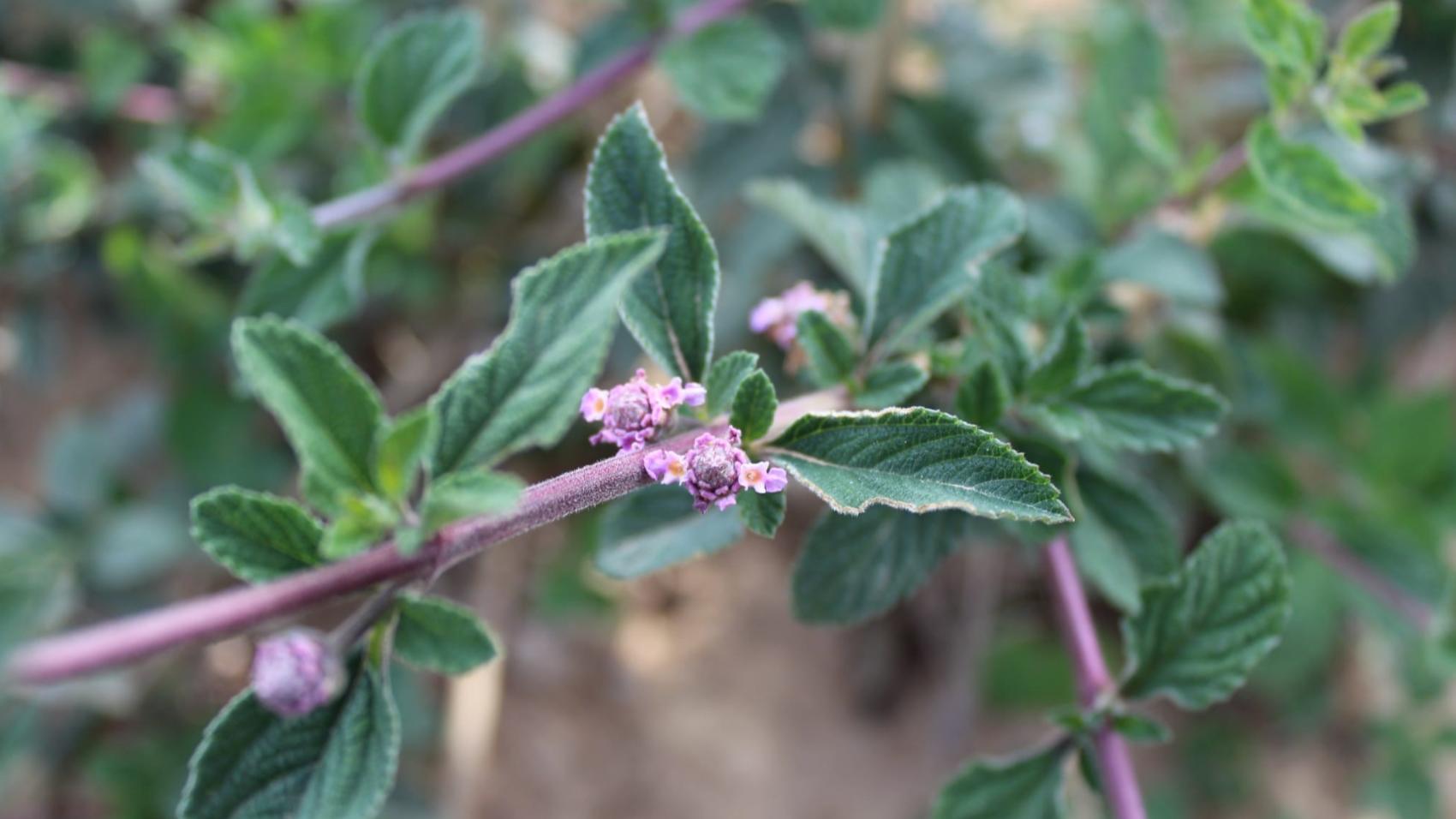 Verveine Blanche 