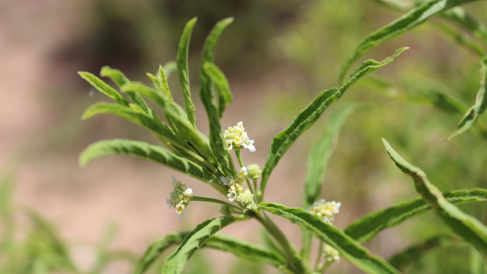 Verbena Selvagem